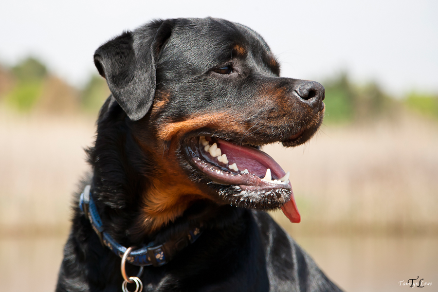 Blue & Scollie’s Pet Portraits