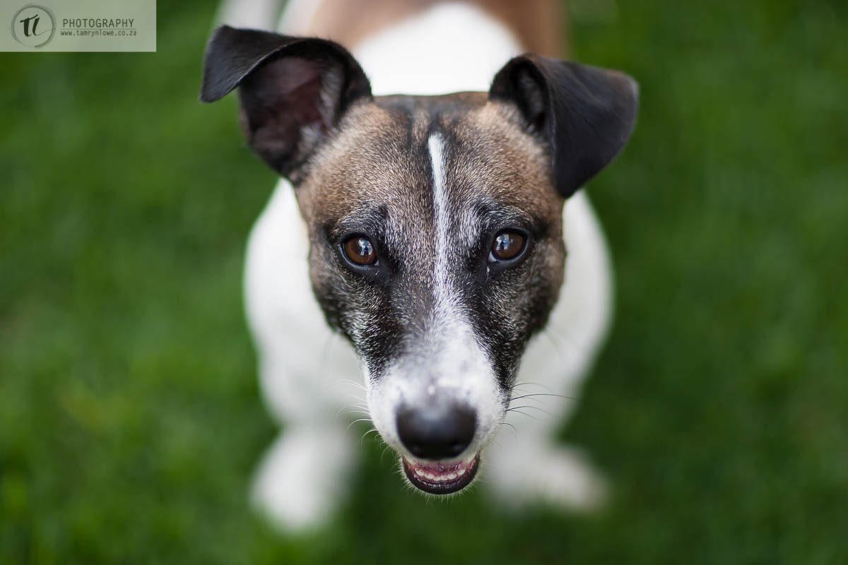 Mienkie, Marley & Kenobi Dog Portraits